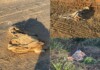 Moradores do Ramal do Batoque, em Mâncio Lima, denunciam descarte irregular de carcaças de bois